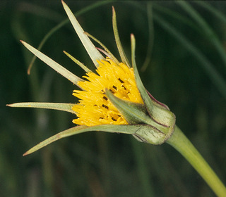 Tragopogon pratensis ssp minor