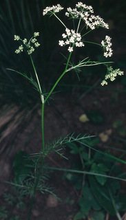 Conopodium majus