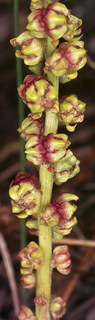 Beta vulgaris ssp maritima