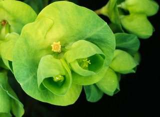 Euphorbia amygdaloides ssp amygdaloides