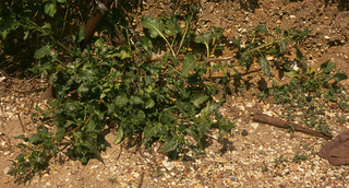 Beta vulgaris ssp maritima