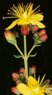 Hypericum pulchrum
