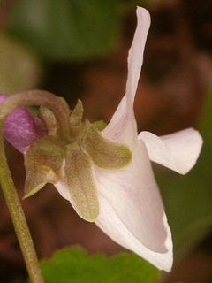 Viola odorata var imberbis