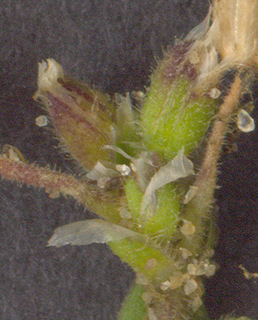 Cerastium semidecandrum