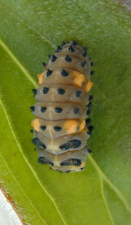 Coccinella septempunctata