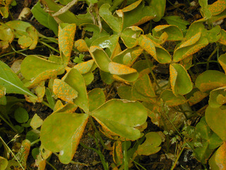 Puccinia oxalidis
