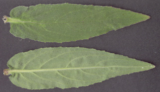 Epilobium parviflorum x montanum = E. x limosum