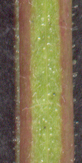Epilobium parviflorum x montanum = E. x limosum