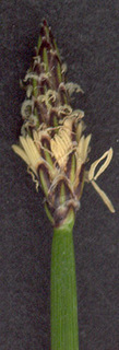 Eleocharis palustris ssp vulgaris