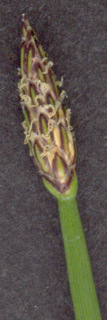 Eleocharis palustris ssp vulgaris