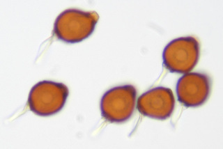 Uromyces appendiculatus