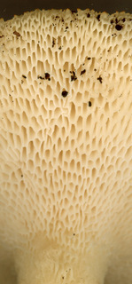 Polyporus tuberaster