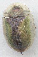 Cassida rubiginosa