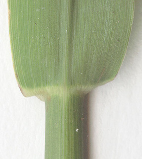 Phalaris arundinacea var arundinacea
