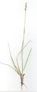 Danthonia decumbens