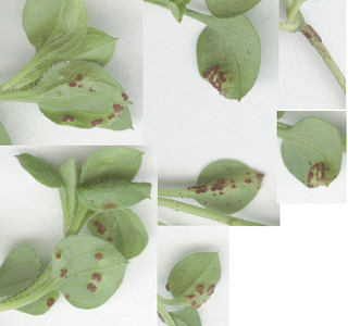 Puccinia arenariae