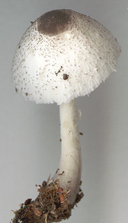 Leucocoprinus brebissonii