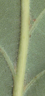 Quercus petraea