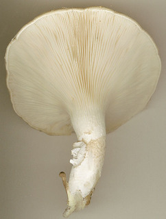 Pleurotus dryinus