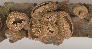 Encoelia furfuracea