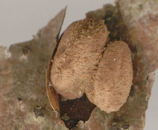 Encoelia furfuracea