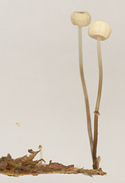 Marasmius bulliardii