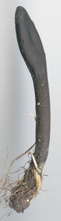 Geoglossum cookeanum
