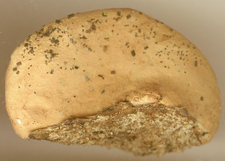 Hapalopilus nidulans