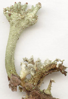 Cladonia coccifera s. lat.