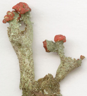 Cladonia coccifera s. lat.