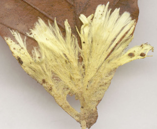 Phlebiella vaga