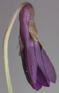 Viola odorata var odorata