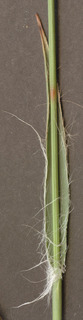 Luzula multiflora ssp congesta