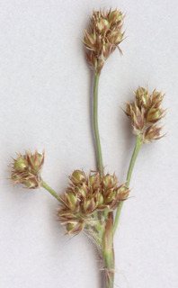 Luzula multiflora ssp multiflora