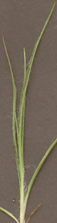 Luzula multiflora ssp multiflora