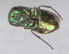 Pseudomalus auratus