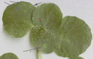 Puccinia chrysosplenii