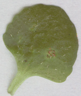Puccinia chrysosplenii