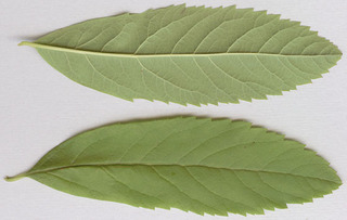 Spiraea salicifolia x douglasii = S. x pseudosalicifolia