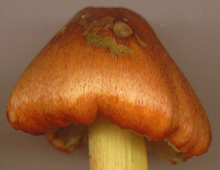 Hygrocybe conica var conica
