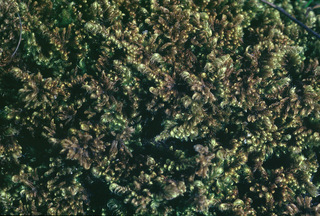 Ctenidium molluscum