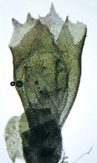 Lophocolea heterophylla