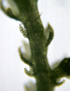 Lepidozia reptans