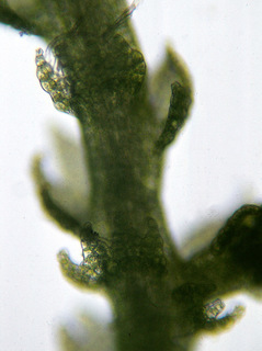 Lepidozia reptans
