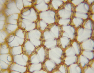 Sphagnum magellanicum s.l.