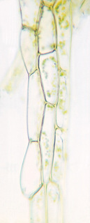 Plagiothecium denticulatum