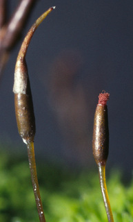 Barbula unguiculata