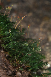 Fissidens bryoides