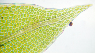 Fissidens bryoides