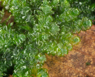 Plagiothecium curvifolium